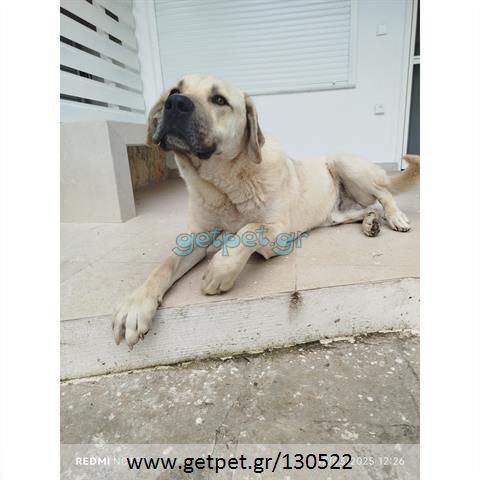 Δίνεται για υιοθεσία - χαρίζεται σκυλάκος Kangal - Κάνγκαλ