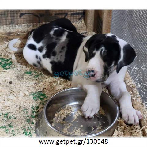 Δίνεται για υιοθεσία - χαρίζεται σκυλάκος Great Dane - Μεγάλος Δανός