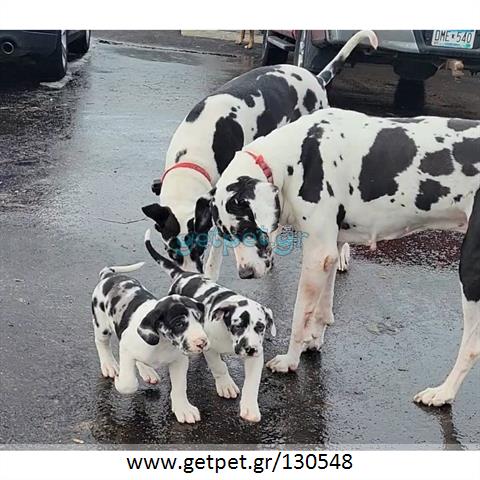 Δίνεται για υιοθεσία - χαρίζεται σκυλάκος Great Dane - Μεγάλος Δανός