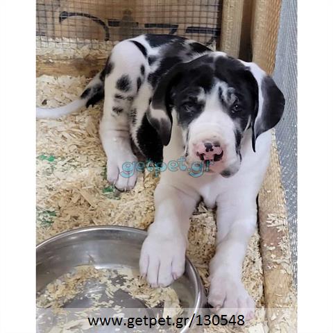 Δίνεται για υιοθεσία - χαρίζεται σκυλάκος Great Dane - Μεγάλος Δανός
