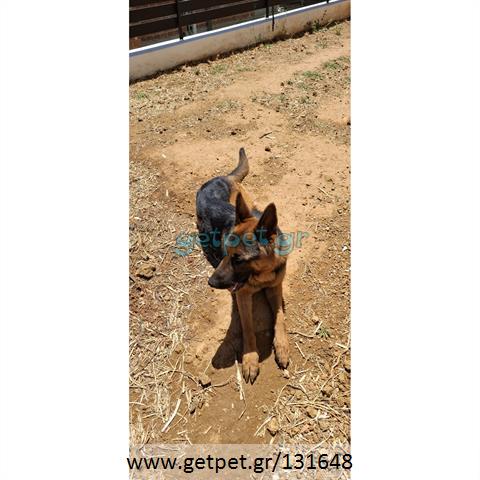 Δίνεται για υιοθεσία - χαρίζεται σκυλάκος German Shepherd - Γερμανικός Ποιμενικός - Λυκόσκυλο
