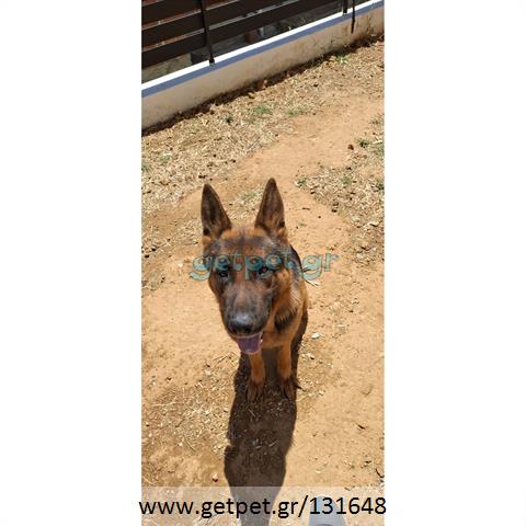 Δίνεται για υιοθεσία - χαρίζεται σκυλάκος German Shepherd - Γερμανικός Ποιμενικός - Λυκόσκυλο
