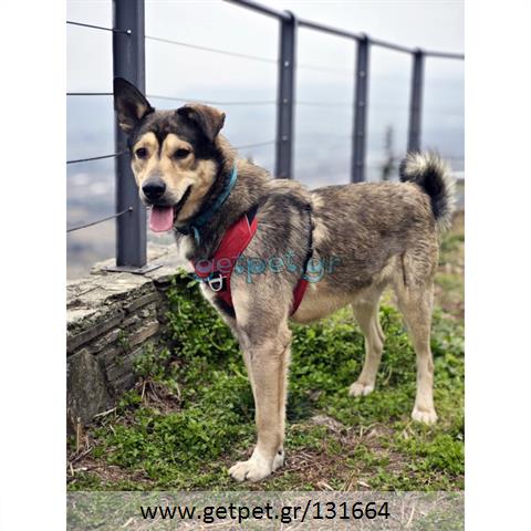 Δίνεται για υιοθεσία - χαρίζεται ημίαιμος σκυλάκος