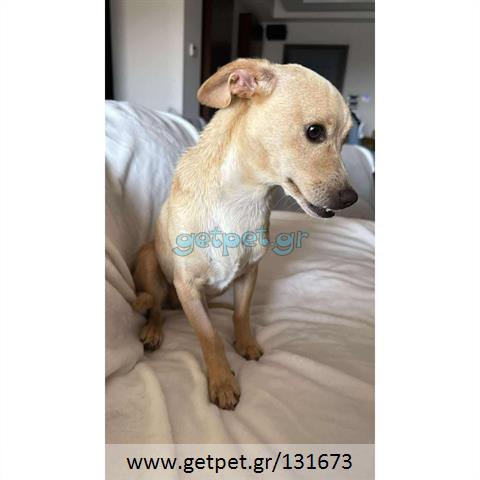 Δίνεται για υιοθεσία - χαρίζεται ημίαιμη σκυλίτσα