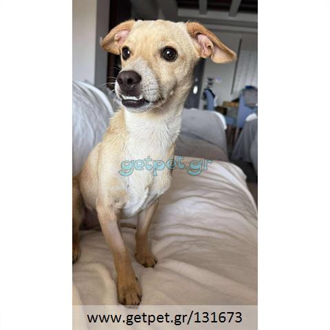 Δίνεται για υιοθεσία - χαρίζεται ημίαιμη σκυλίτσα