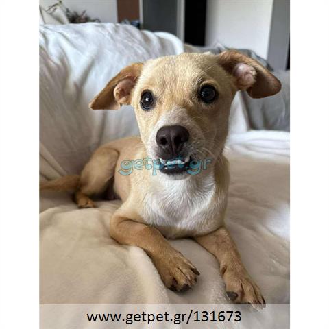 Δίνεται για υιοθεσία - χαρίζεται ημίαιμη σκυλίτσα