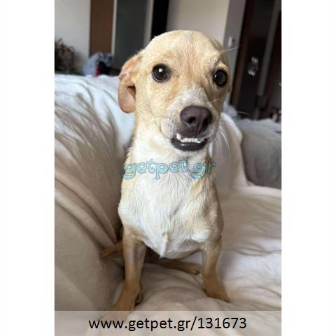 Δίνεται για υιοθεσία - χαρίζεται ημίαιμη σκυλίτσα