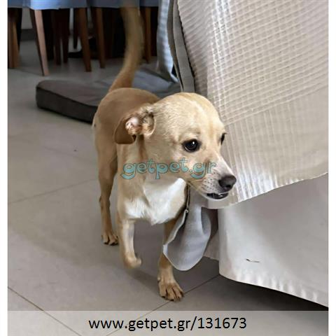 Δίνεται για υιοθεσία - χαρίζεται ημίαιμη σκυλίτσα