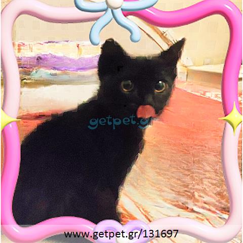 Δίνεται για υιοθεσία - χαρίζεται γατάκι Aegean Cat - Γάτα Αιγαίου