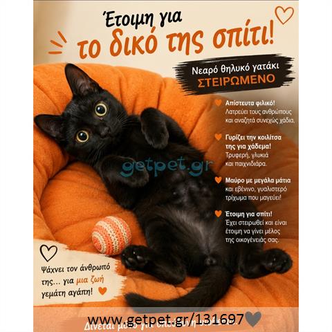 Δίνεται για υιοθεσία - χαρίζεται γάτα Aegean Cat - Γάτα Αιγαίου
