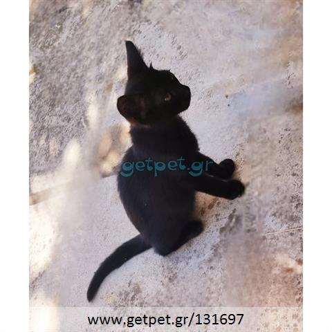 Δίνεται για υιοθεσία - χαρίζεται γατάκι Aegean Cat - Γάτα Αιγαίου