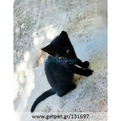 Δίνεται για υιοθεσία - χαρίζεται γατάκι Aegean Cat - Γάτα Αιγαίου