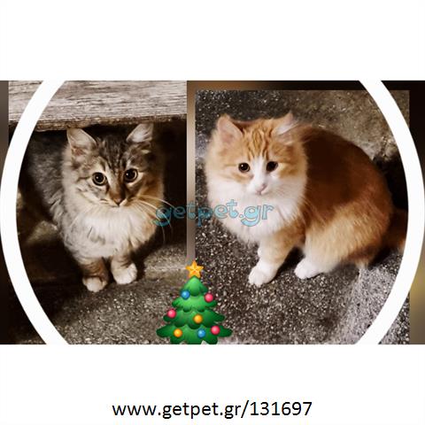 Δίνεται για υιοθεσία - χαρίζεται γατάκι Persian - Περσική