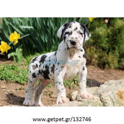 Δίνεται για υιοθεσία - χαρίζεται σκυλάκος Great Dane - Μεγάλος Δανός