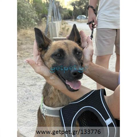 Δίνεται για υιοθεσία - χαρίζεται ημίαιμη σκυλίτσα Malinois - Μαλινουά