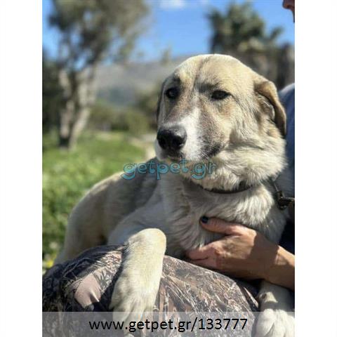 Δίνεται για υιοθεσία - χαρίζεται ημίαιμη σκυλίτσα