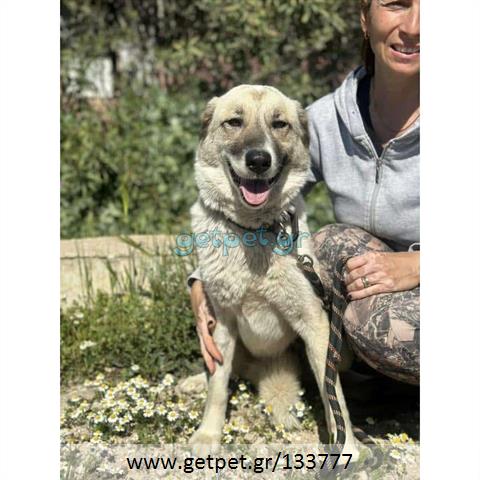 Δίνεται για υιοθεσία - χαρίζεται ημίαιμη σκυλίτσα