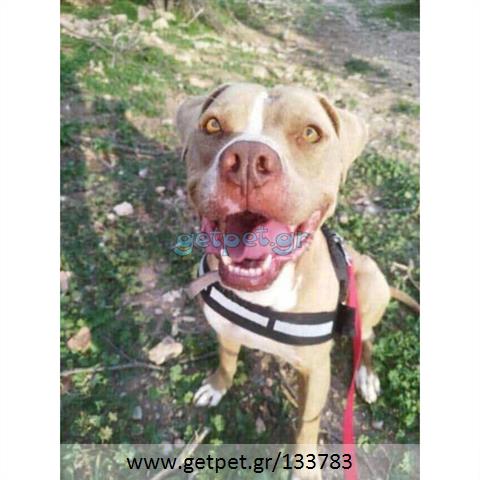 Δίνεται για υιοθεσία - χαρίζεται σκυλάκος Pit Bull - Πίτ Μπουλ Τερριέ