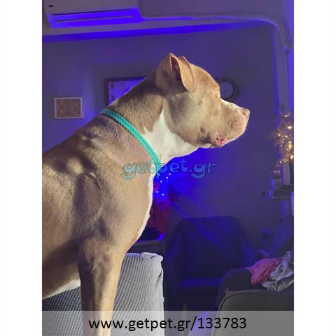 Δίνεται για υιοθεσία - χαρίζεται σκυλάκος Pit Bull - Πίτ Μπουλ Τερριέ
