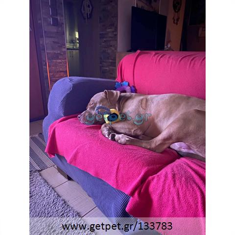 Δίνεται για υιοθεσία - χαρίζεται σκυλάκος Pit Bull - Πίτ Μπουλ Τερριέ