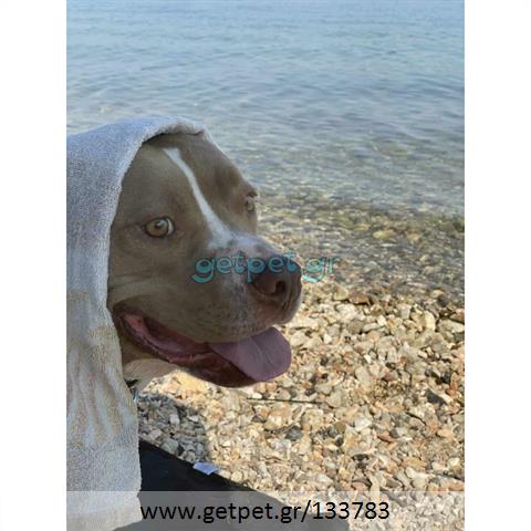 Δίνεται για υιοθεσία - χαρίζεται σκυλάκος Pit Bull - Πίτ Μπουλ Τερριέ