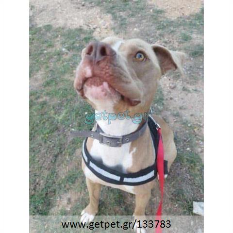 Δίνεται για υιοθεσία - χαρίζεται σκυλάκος Pit Bull - Πίτ Μπουλ Τερριέ