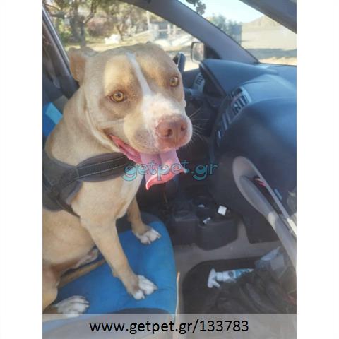 Δίνεται για υιοθεσία - χαρίζεται σκυλάκος Pit Bull - Πίτ Μπουλ Τερριέ