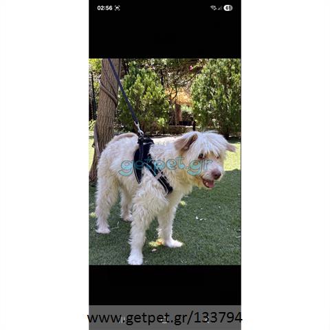 Δίνεται για υιοθεσία - χαρίζεται ημίαιμος σκυλάκος