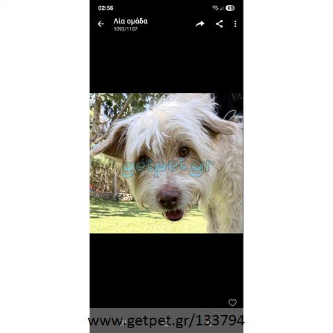 Δίνεται για υιοθεσία - χαρίζεται ημίαιμος σκυλάκος