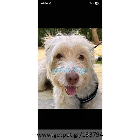 Δίνεται για υιοθεσία - χαρίζεται ημίαιμος σκυλάκος
