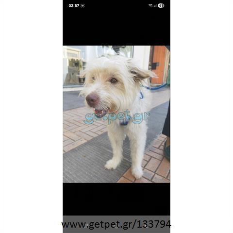 Δίνεται για υιοθεσία - χαρίζεται ημίαιμος σκυλάκος