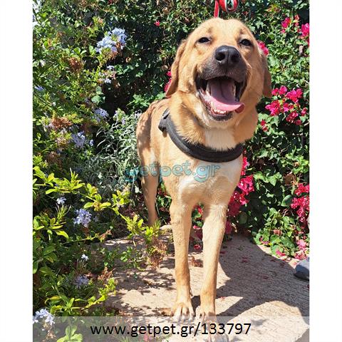 Δίνεται για υιοθεσία - χαρίζεται ημίαιμος σκυλάκος Labrador Retriever - Λαμπραντόρ Ριτρίβερ