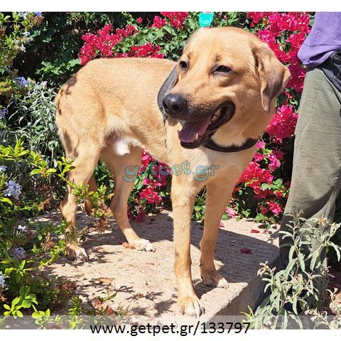 Δίνεται για υιοθεσία - χαρίζεται ημίαιμος σκυλάκος Labrador Retriever - Λαμπραντόρ Ριτρίβερ