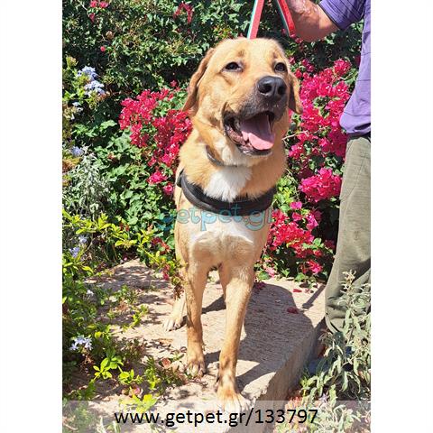 Δίνεται για υιοθεσία - χαρίζεται ημίαιμος σκυλάκος Labrador Retriever - Λαμπραντόρ Ριτρίβερ
