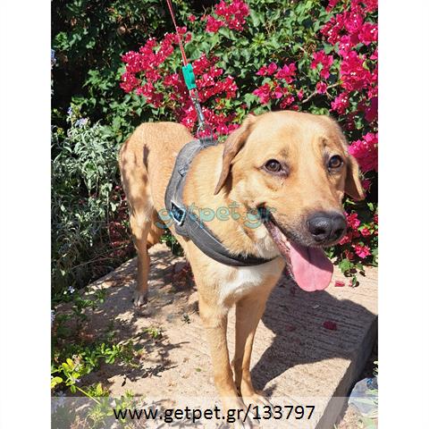Δίνεται για υιοθεσία - χαρίζεται ημίαιμος σκυλάκος Labrador Retriever - Λαμπραντόρ Ριτρίβερ