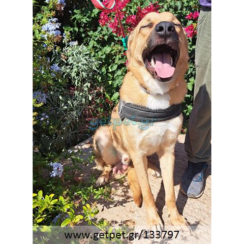 Δίνεται για υιοθεσία - χαρίζεται ημίαιμος σκυλάκος Labrador Retriever - Λαμπραντόρ Ριτρίβερ