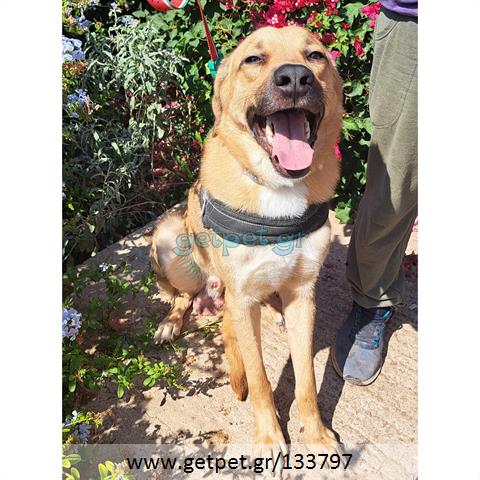 Δίνεται για υιοθεσία - χαρίζεται ημίαιμος σκυλάκος Labrador Retriever - Λαμπραντόρ Ριτρίβερ