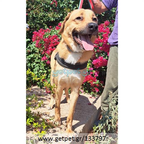 Δίνεται για υιοθεσία - χαρίζεται ημίαιμος σκυλάκος Labrador Retriever - Λαμπραντόρ Ριτρίβερ