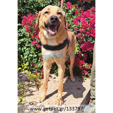 Δίνεται για υιοθεσία - χαρίζεται ημίαιμος σκυλάκος Labrador Retriever - Λαμπραντόρ Ριτρίβερ
