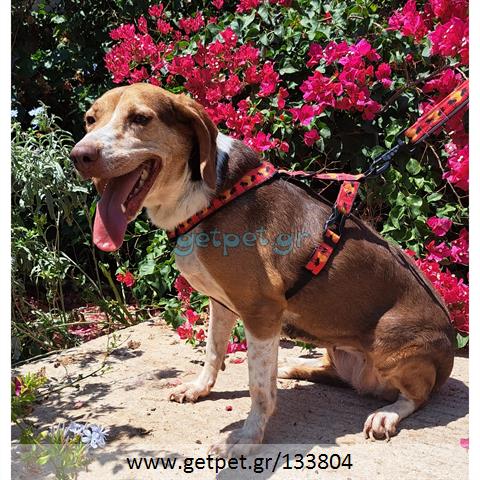 Δίνεται για υιοθεσία - χαρίζεται ημίαιμη σκυλίτσα Beagle - Μπηγκλ