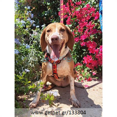 Δίνεται για υιοθεσία - χαρίζεται ημίαιμη σκυλίτσα Beagle - Μπηγκλ