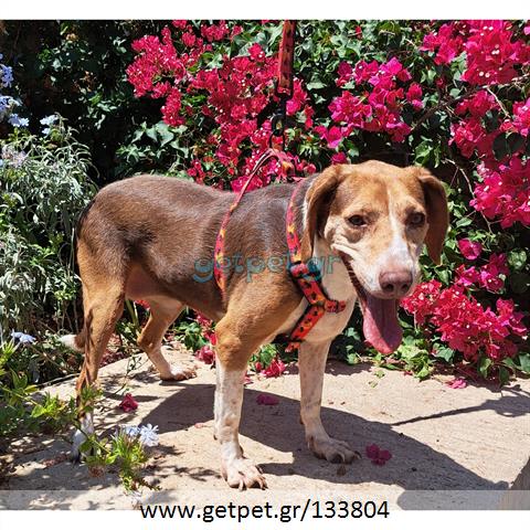 Δίνεται για υιοθεσία - χαρίζεται ημίαιμη σκυλίτσα Beagle - Μπηγκλ