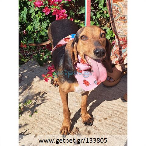 Δίνεται για υιοθεσία - χαρίζεται ημίαιμη σκυλίτσα Bruno Jura Hound - Γιούρα Μπρούνο