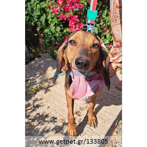 Δίνεται για υιοθεσία - χαρίζεται ημίαιμη σκυλίτσα Bruno Jura Hound - Γιούρα Μπρούνο