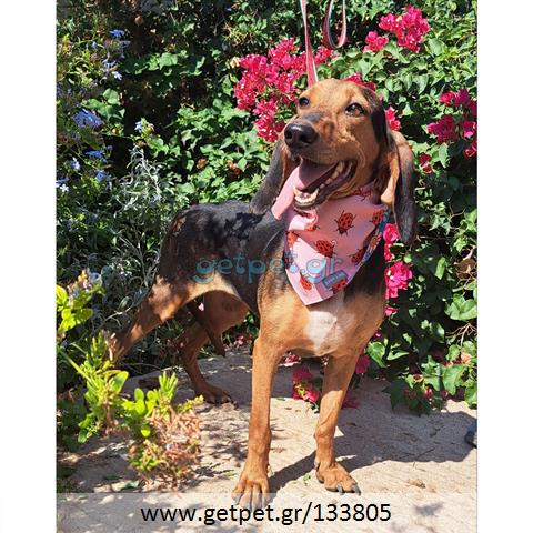 Δίνεται για υιοθεσία - χαρίζεται ημίαιμη σκυλίτσα Bruno Jura Hound - Γιούρα Μπρούνο