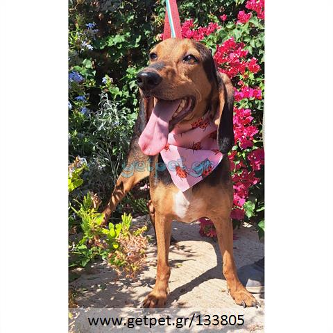 Δίνεται για υιοθεσία - χαρίζεται ημίαιμη σκυλίτσα Bruno Jura Hound - Γιούρα Μπρούνο