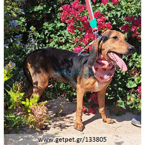 Δίνεται για υιοθεσία - χαρίζεται ημίαιμη σκυλίτσα Bruno Jura Hound - Γιούρα Μπρούνο