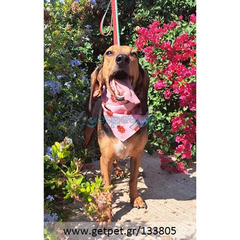 Δίνεται για υιοθεσία - χαρίζεται ημίαιμη σκυλίτσα Bruno Jura Hound - Γιούρα Μπρούνο