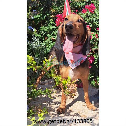 Δίνεται για υιοθεσία - χαρίζεται ημίαιμη σκυλίτσα Bruno Jura Hound - Γιούρα Μπρούνο