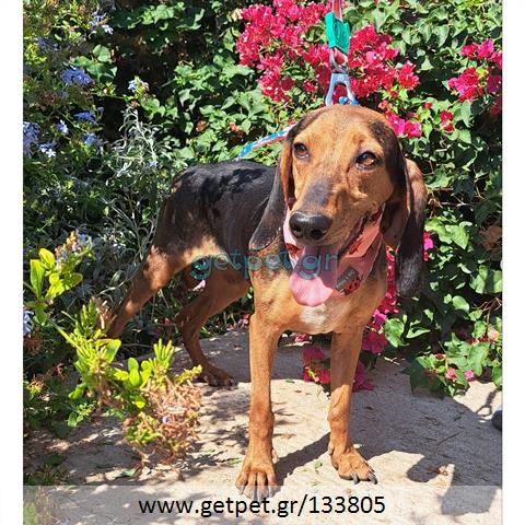 Δίνεται για υιοθεσία - χαρίζεται ημίαιμη σκυλίτσα Bruno Jura Hound - Γιούρα Μπρούνο